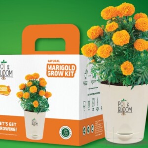 Pot & Bloom 6-in-1 cosmos grow kit